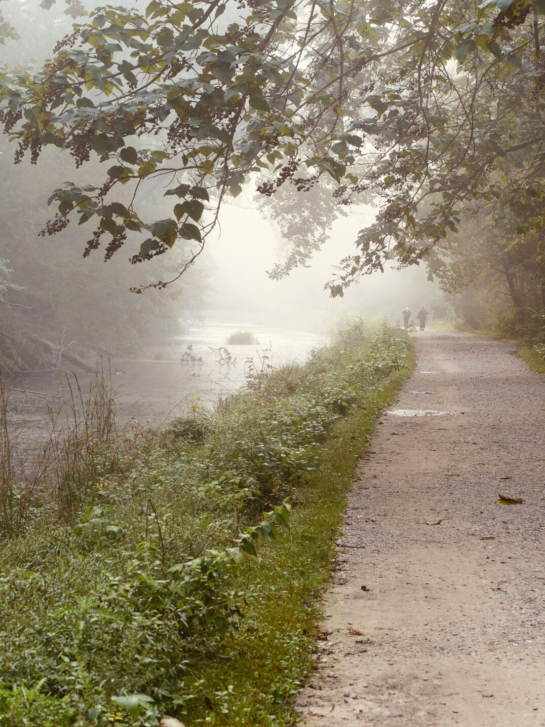 Foggy forest path in early morning